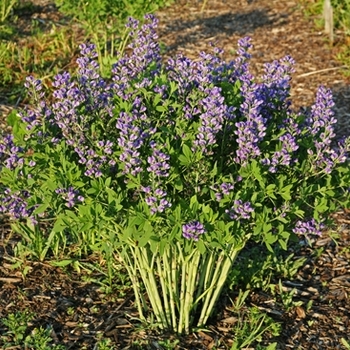 Baptisia Decadence® 'Blueberry Sundae' (089820)