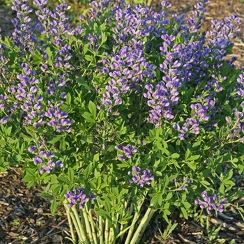 Baptisia Decadence® 'Blueberry Sundae' (089824)