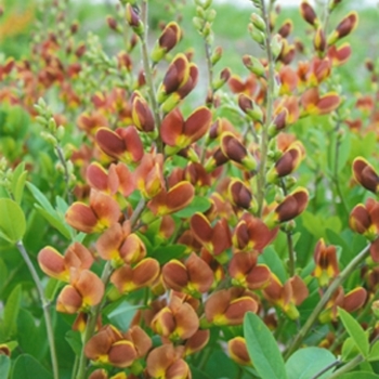 Baptisia Decadence® 'Cherries Jubilee' (089827)