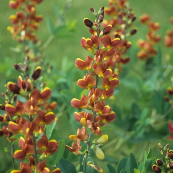 Baptisia Decadence® 'Cherries Jubilee' (089828)