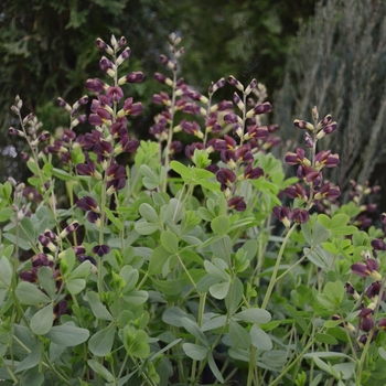 Baptisia Decadence® 'Dutch Chocolate' (089831)