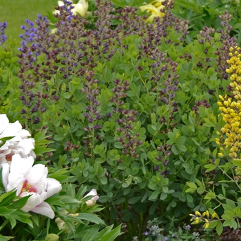 Baptisia Decadence® 'Dutch Chocolate' (089832)