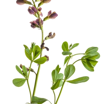 Baptisia Decadence® 'Dutch Chocolate' (089833)