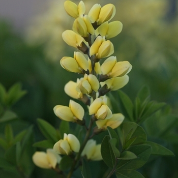 Baptisia Decadence® 'Lemon Meringue' (089835)