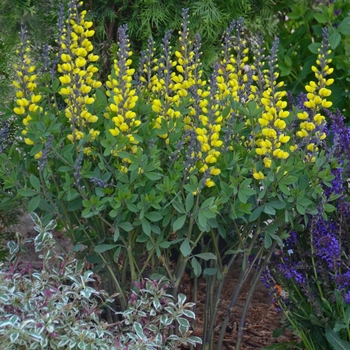 Baptisia Decadence® 'Lemon Meringue' (089836)