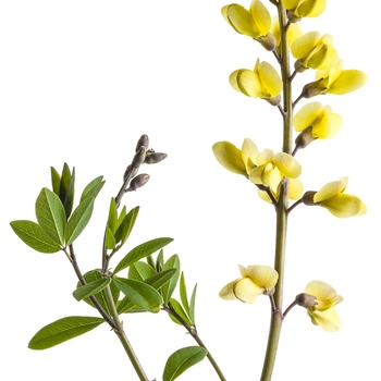 Baptisia Decadence® 'Lemon Meringue' (089837)