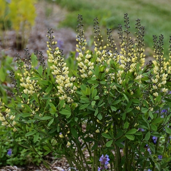 Baptisia Decadence® 'Vanilla Cream' (089841)