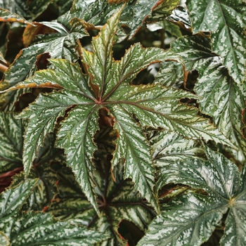 Begonia Proven Accents® 'Pegasus®' (089846)