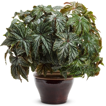 Begonia Proven Accents® 'Pegasus®' (089849)