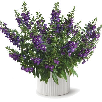 Angelonia angustifolia Alonia™ 'Big Blue' (089912)