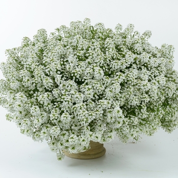 Lobularia 'Silver Stream™' (089918)