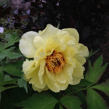 Paeonia suffruticosa 'Kinshi ('Golden Bird')' (089969)