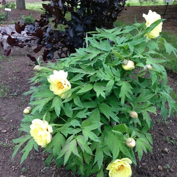 Paeonia suffruticosa 'Kinshi ('Golden Bird')' (089970)