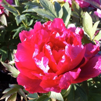 Paeonia suffruticosa 'Kao ('The King of Flowers')' (089973)