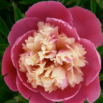 Paeonia lactiflora 'Cora Stubbs' (089977)