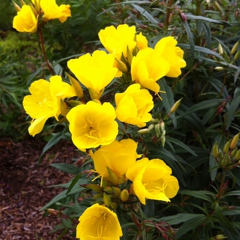 Oenothera fruticosa 'Fireworks (Fyrverkeri)' 