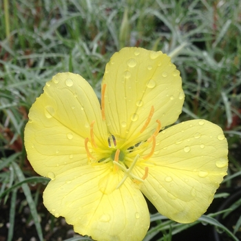 Oenothera fremontii 'Shimmer' (089984)