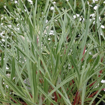 Oenothera fremontii 'Shimmer' (089985)