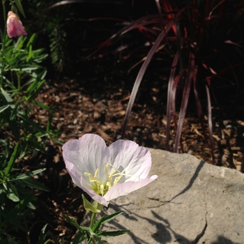 Oenothera berlandieri 'Siskiyou' (089989)