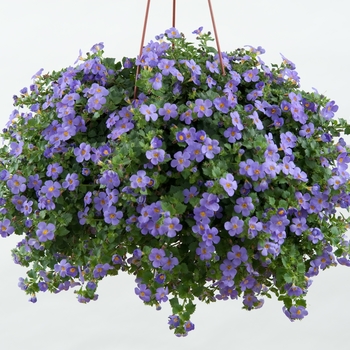 Sutera cordata Scopia® 'Gulliver Blue' (090014)