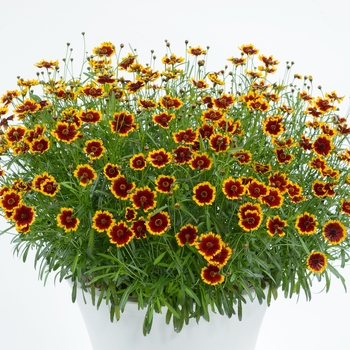 Coreopsis 'Highland Blast' (090015)