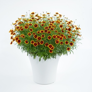 Coreopsis 'Highland Blast' (090016)