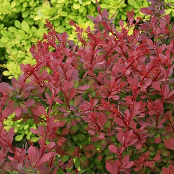 Berberis thunbergii 'Sunjoy Cinnamon®' (090024)