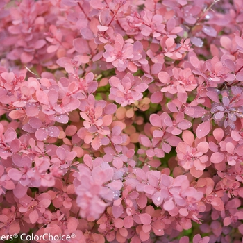 Berberis thunbergii 'Sunjoy Cinnamon®' (090025)