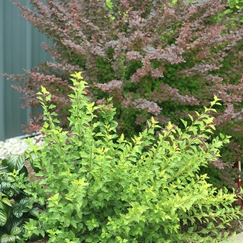 Berberis thunbergii 'Sunjoy Cinnamon®' (090026)