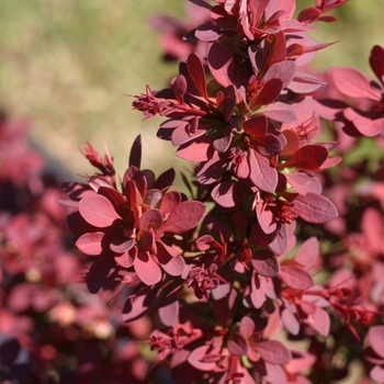 Berberis thunbergii 'Sunjoy Cinnamon®' (090029)