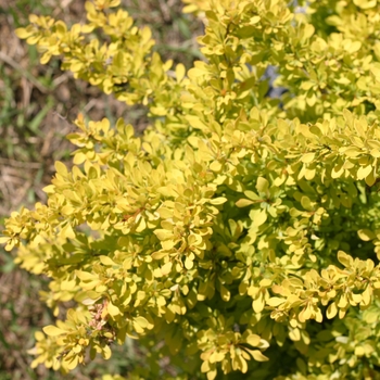 Berberis thunbergii 'Sunjoy Citrus®' (090032)