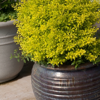 Berberis thunbergii 'Sunjoy Citrus®' (090034)