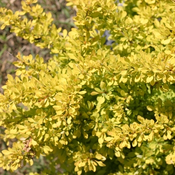 Berberis thunbergii 'Sunjoy Citrus®' (090035)