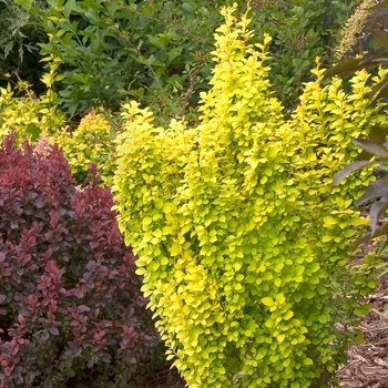 Berberis thunbergii 'Sunjoy Gold Pillar®' (090039)