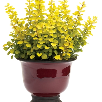 Berberis thunbergii 'Sunjoy Gold Pillar®' (090040)