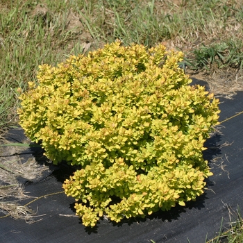 Berberis thunbergii 'Sunjoy Mini Saffron®' (090046)