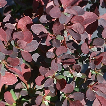 Berberis thunbergii 'Sunjoy Mini Salsa®' (090048)