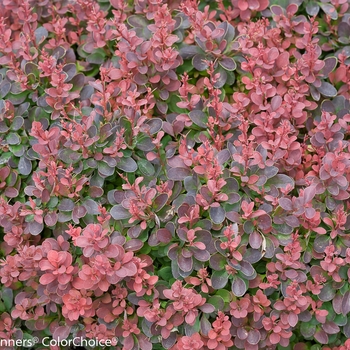 Berberis thunbergii 'Sunjoy Mini Salsa®' (090049)