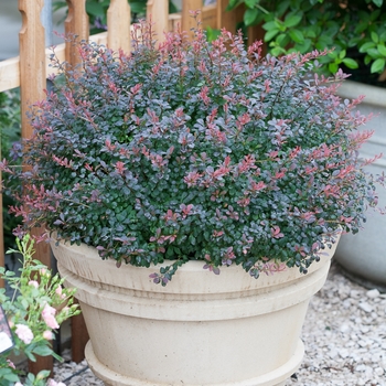 Berberis thunbergii 'Sunjoy Mini Salsa®' (090050)