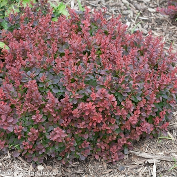 Berberis thunbergii 'Sunjoy Mini Salsa®' (090051)