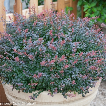 Berberis thunbergii 'Sunjoy Mini Salsa®' (090052)