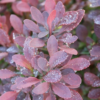 Berberis thunbergii 'Sunjoy Mini Salsa®' (090053)