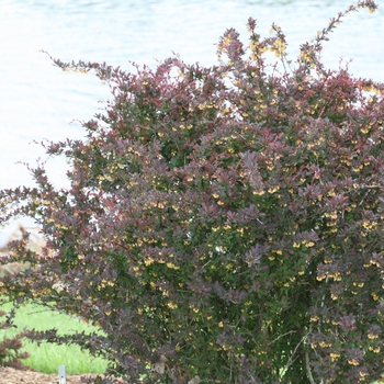 Berberis thunbergii 'Sunjoy Syrah®' (090056)