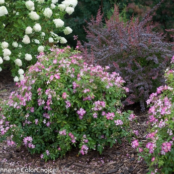 Berberis thunbergii 'Sunjoy Syrah®' (090058)