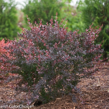 Berberis thunbergii 'Sunjoy Syrah®' (090059)