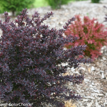 Berberis thunbergii 'Sunjoy Syrah®' (090060)