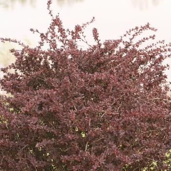 Berberis thunbergii 'Sunjoy Syrah®' (090061)