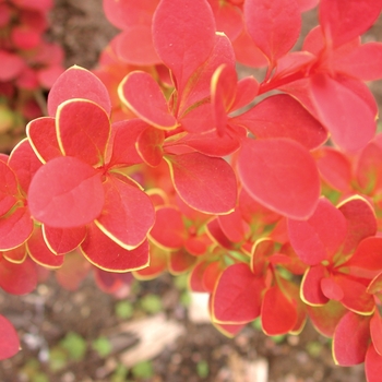 Berberis thunbergii 'Sunjoy Tangelo®' (090064)