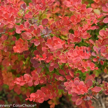 Berberis thunbergii 'Sunjoy Tangelo®' (090065)