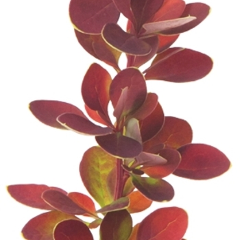 Berberis thunbergii 'Sunjoy Tangelo®' (090069)